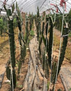 Pitaya cultivation