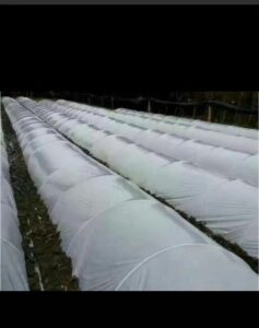 Agricultural greenhouse