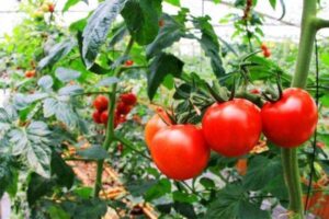 tomato planting