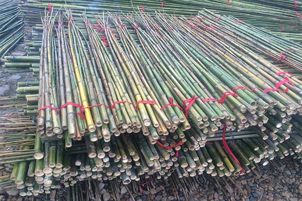 Bamboo Rods