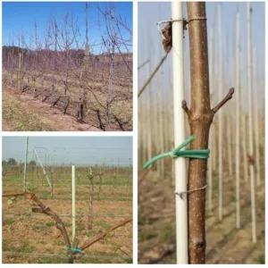 fiberglass tree stakes suppliers