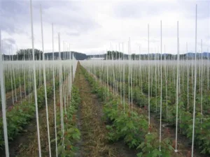 fibreglass tree stakes australia