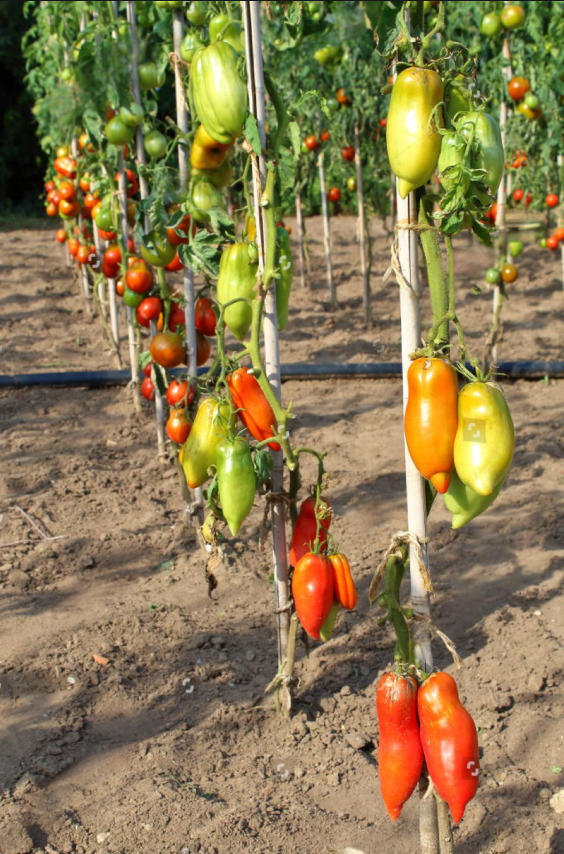 when and how to stake tomato plants When and How to Stake Tomato Plants: A Beginner's Guide