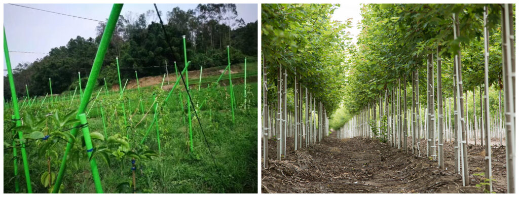 Fiberglass Plant Stakes for Nurseries, Orchards & Commercial Growers